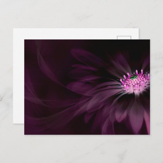 Flowers | Purple Daisy ポストカード (正面/裏面)