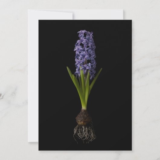 Flowers | Purple Hyacinth Bulb サンキューカード (正面)