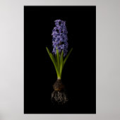 Flowers | Purple Hyacinth Bulb ポスター (正面)