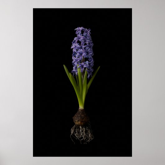 Flowers | Purple Hyacinth Bulb ポスター (正面)