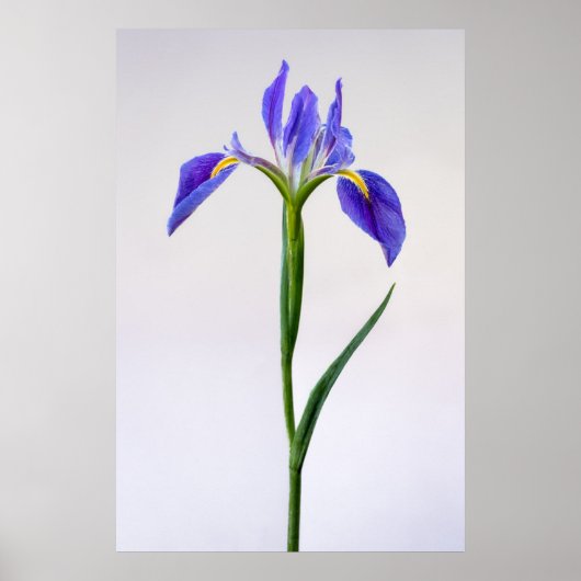 Flowers | Purple Iris Flower ポスター (正面)