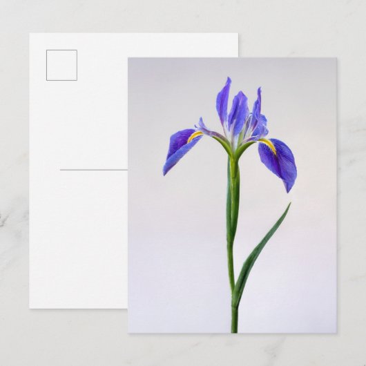 Flowers | Purple Iris Flower ポストカード (正面/裏面)