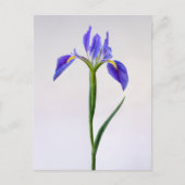 Flowers | Purple Iris Flower ポストカード (正面)