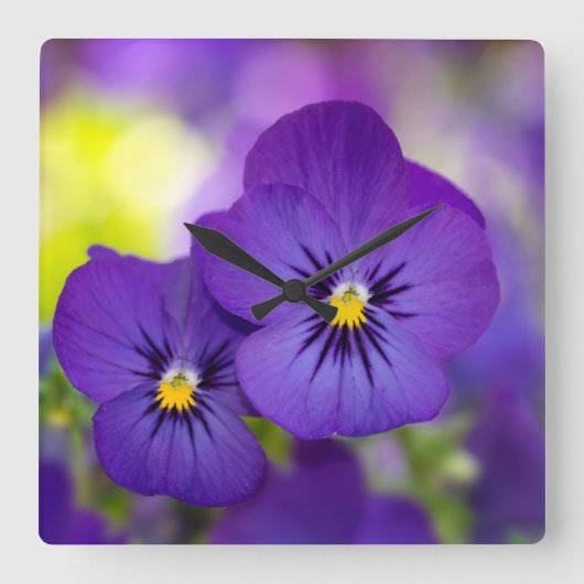 Flowers | Purple Pansies スクエア壁時計 (正面)