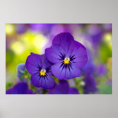Flowers | Purple Pansies ポスター (正面)