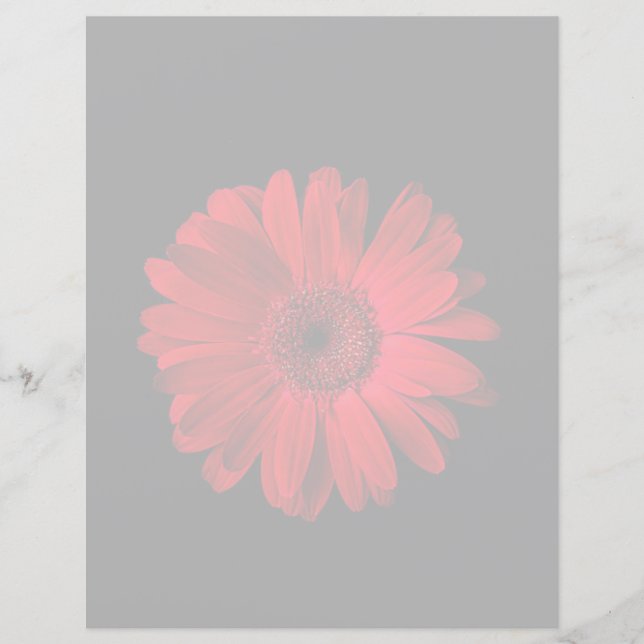 Flowers | Red Gerbera Daisy (正面)