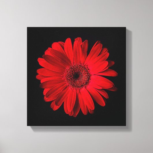 Flowers | Red Gerbera Daisy キャンバスプリント (正面)