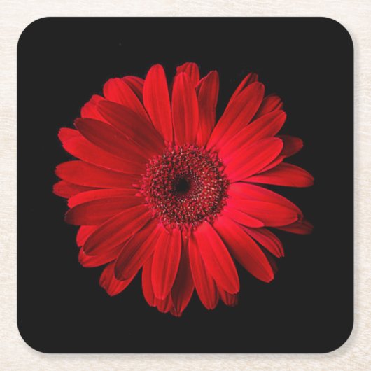 Flowers | Red Gerbera Daisy スクエアペーパーコースター (正面)