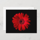 Flowers | Red Gerbera Daisy ポストカード (正面/裏面)