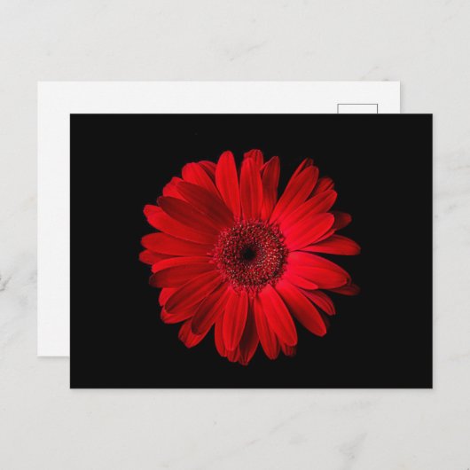Flowers | Red Gerbera Daisy ポストカード (正面/裏面)