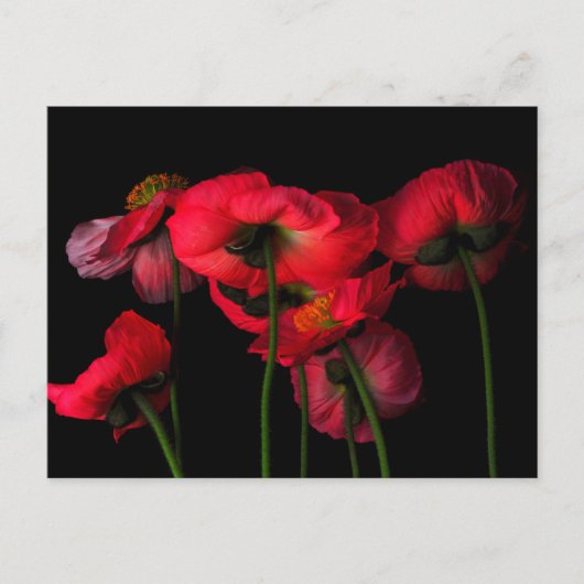 Flowers | Red Poppies ポストカード (正面)
