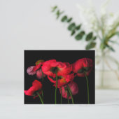 Flowers | Red Poppies ポストカード (スタンド正面)