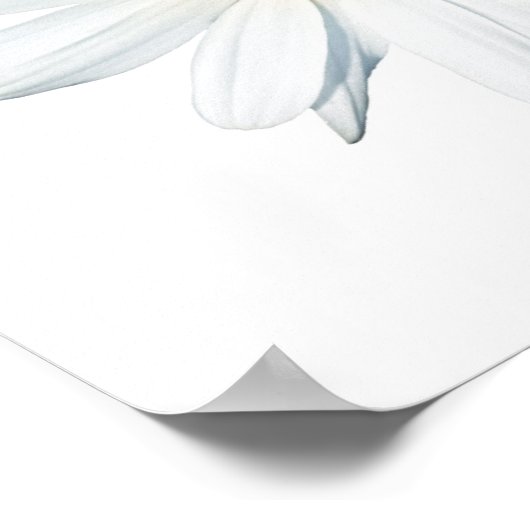 Flowers | Single Daisy ポスター (角)