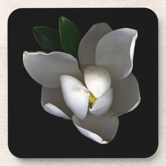 Flowers | Single White Magnolia Blossom コースター (正面)