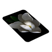 Flowers | Single White Magnolia Blossom マグネット (右側)