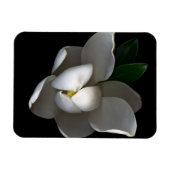 Flowers | Single White Magnolia Blossom マグネット (横)