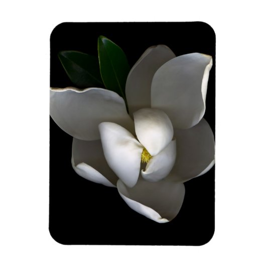 Flowers | Single White Magnolia Blossom マグネット (縦)