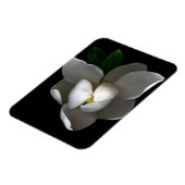 Flowers | Single White Magnolia Blossom マグネット (左側)