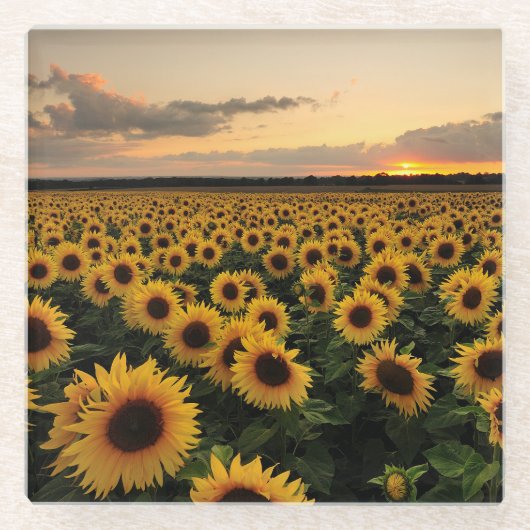 Flowers | Sunflower Field ガラスコースター (正面)