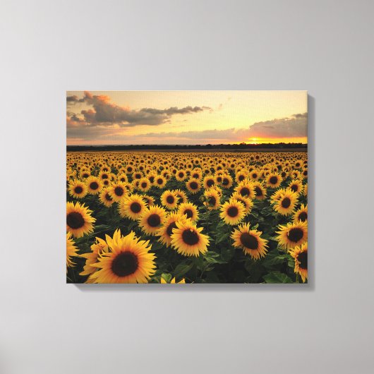 Flowers | Sunflower Field キャンバスプリント (正面)