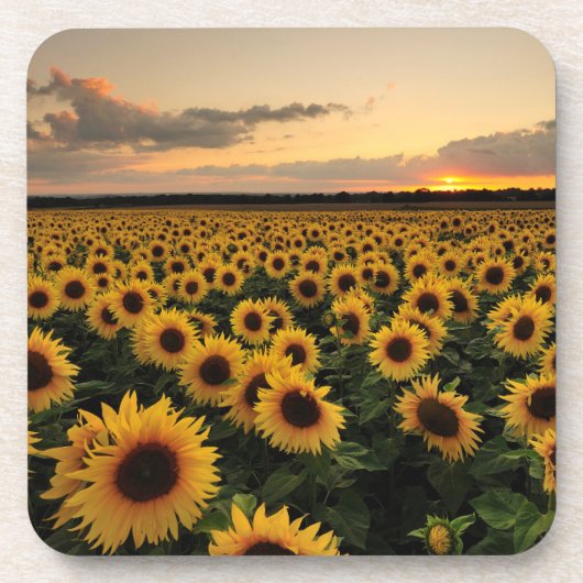 Flowers | Sunflower Field コースター (正面)