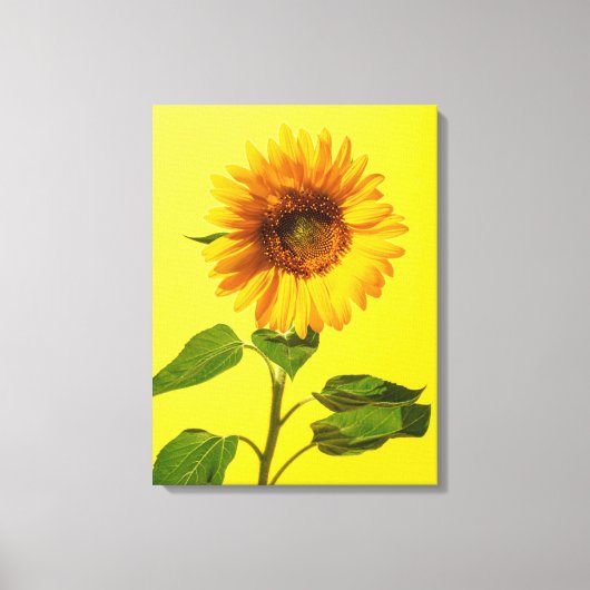 Flowers | Sunflower on Yellow キャンバスプリント (正面)