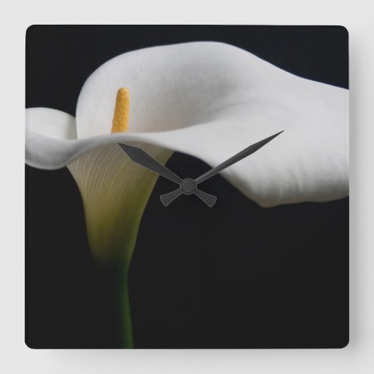 Flowers | White Calla Lily スクエア壁時計 (正面)