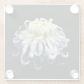 Flowers | White Chrysanthemum ガラスコースター (裏面)