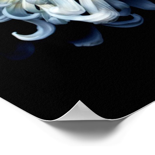 Flowers | White Chrysanthemum ポスター (角)