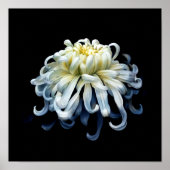 Flowers | White Chrysanthemum ポスター (正面)