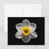 Flowers | White Daffodil Flower ポストカード (正面/裏面)