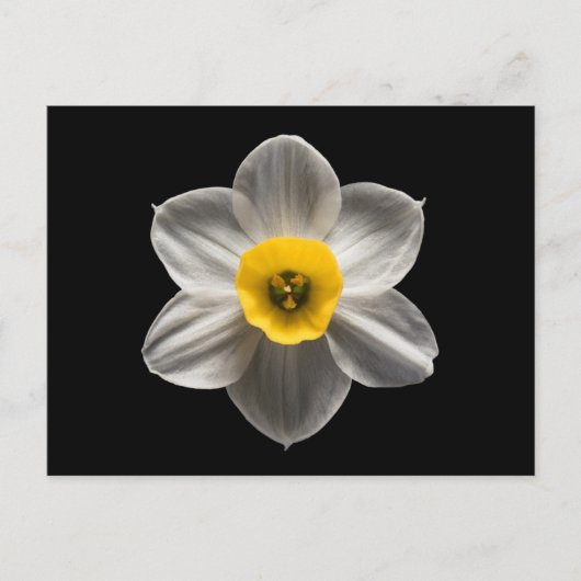 Flowers | White Daffodil Flower ポストカード (正面)