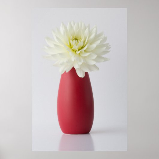 Flowers | White Dahlia in Red Vase ポスター (正面)