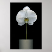 Flowers | White Orchid Flower ポスター (正面)