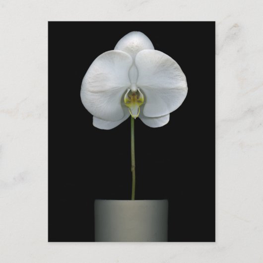 Flowers | White Orchid Flower ポストカード (正面)