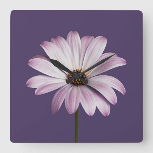 Flowers | White & Purple Daisy スクエア壁時計 (正面)