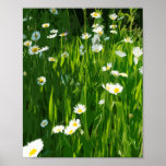 Flowery meadow ポスター<br><div class="desc">flowery-meadow, pop-art, spring, nature, world, national, gereen, flowers, daisies, summer</div>