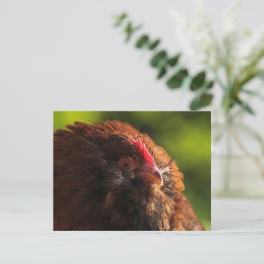 FluffaDerpはがき ポストカード (スタンド正面)