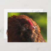 FluffaDerpはがき ポストカード (正面/裏面)