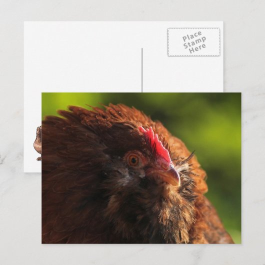 FluffaDerpはがき ポストカード (正面/裏面)