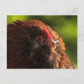 FluffaDerpはがき ポストカード (正面)