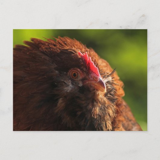 FluffaDerpはがき ポストカード (正面)