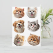 Fluffing Around シーズンカード (スタンド正面)