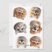 Fluffing Around シーズンカード (裏面)