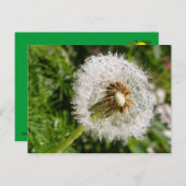 Fluffy Dandelion MS JOH 2011はがき ポストカード (正面/裏面)