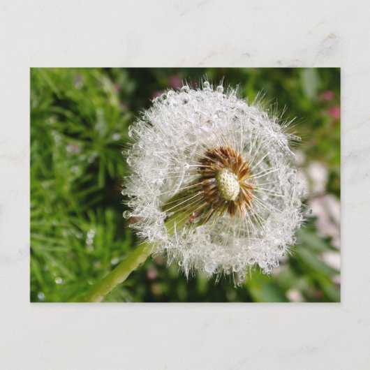 Fluffy Dandelion MS JOH 2011はがき ポストカード (正面)