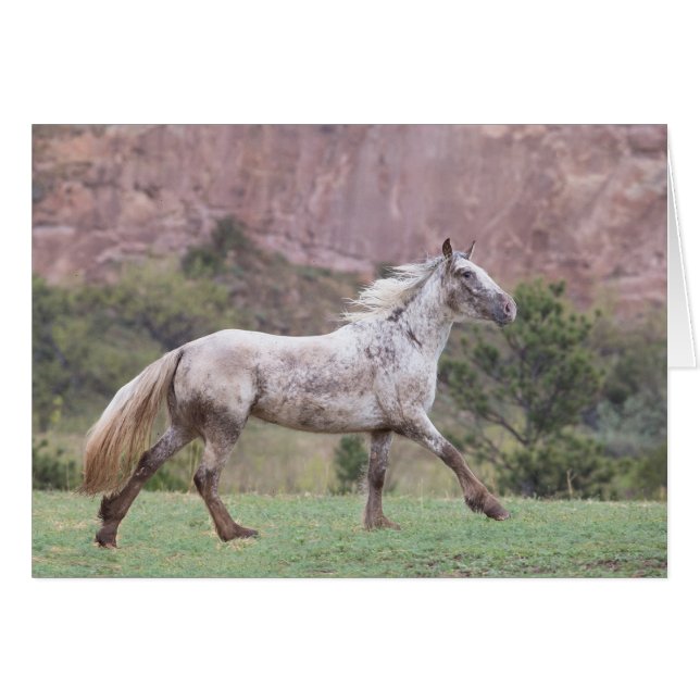 Flurry's – 自由走欲のカードにギャロッピング (正面横)