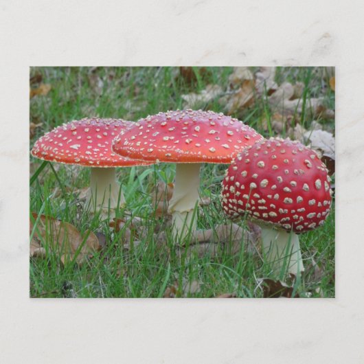 Fly カラフル Amanitas DIYポストカード ポストカード (正面)