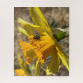 Fly Staying On Daffodilクローズアップ写真 ジグソーパズル (縦)