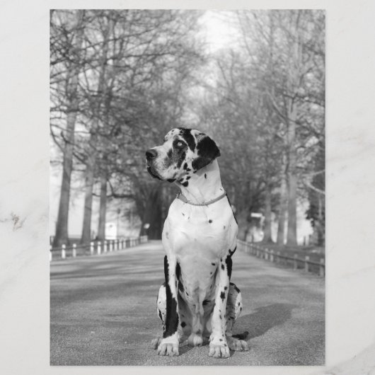 Flyer チラシ (裏面)